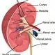 An illustration defining creatinine and shows how it is transported through the blood stream to the kidneys and disposed of it in the urine.