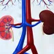Kidney Disease Quiz: Test Your Medical IQ